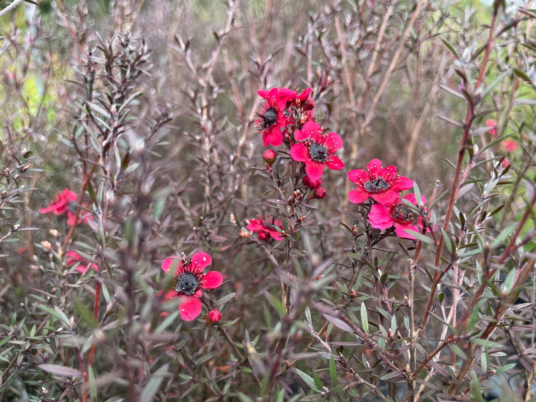 Shrubs Hedging Plants Leptospermum Scoparium Burgundy Queen 4 Shrubs Hedging Plants Leptospermum Scoparium Burgundy Queen