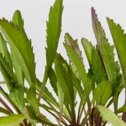 Shrubs Leucanthemum Superbum Border Plants