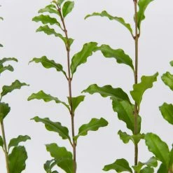 Hedge Ligustrum Undulatum Box-leaved Privet Evergreen Hedging Pack Hedging Plants