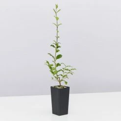 Hedge Ligustrum Undulatum Box-leaved Privet Evergreen Hedging Pack Hedging Plants