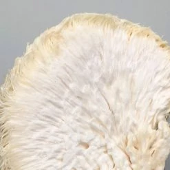 Little Acre Gourmet Mushrooms Lion's Mane Mushroom Grow Kit Gift Kits