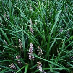 Shrubs Full Sun Liriope Muscari Big Blue