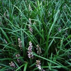 Shrubs Border Plants Liriope Evergreen Giant Plant (Grass-Like) Packs