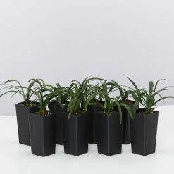 Liriope Amethyst™ Ozbreed Full Sun