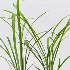 Shrubs Border Plants Liriope Evergreen Giant Plant (Grass-Like) Packs