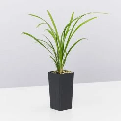 Shrubs Border Plants Liriope Evergreen Giant Plant (Grass-Like) Packs