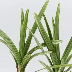 Ozbreed Pink Pearl™ Liriope Muscari ‘VS001’