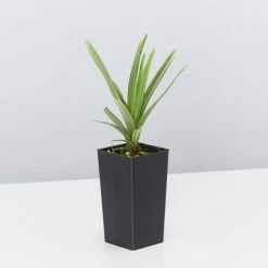 Ozbreed Pink Pearl™ Liriope Muscari ‘VS001’