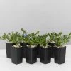 Plants In A Box Lithodora Diffusa 'Grace Ward'