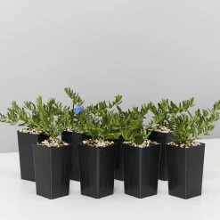 Plants In A Box Lithodora Diffusa 'Grace Ward'