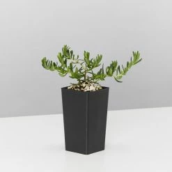 Shrubs Border Plants Sun Loving Potted Pretties Mix