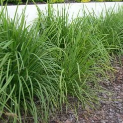 Shrubs Lomandra Longifolia Mat Rush
