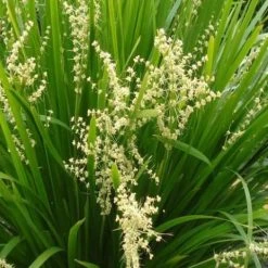 Shrubs Lomandra Confertifolia 'Little Cricket' Full Sun