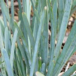 Shrubs Lomandra Glauca Blue Ridge