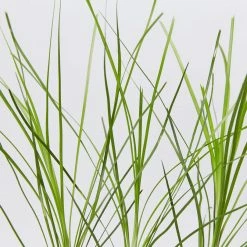 Shrubs Lomandra Confertifolia Echidna Grass Border Plants