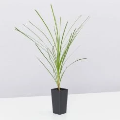 Shrubs Lomandra Lime Tuff