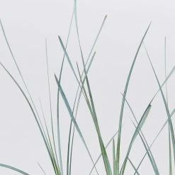 Shrubs Lomandra Glauca Blue Ridge