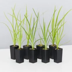 Shrubs Lomandra Hystrix Katie Belles Pbr Matt Rush Border Plants