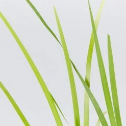 Shrubs Lomandra Hystrix Katie Belles Pbr Matt Rush Border Plants