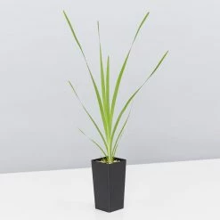 Shrubs Lomandra Hystrix Katie Belles Pbr Matt Rush Border Plants