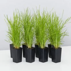 Shrubs Full Sun Lomandra Confertifolia "Little Con"