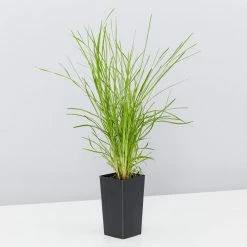 Shrubs Full Sun Lomandra Confertifolia