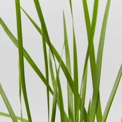 Shrubs Lomandra Confertifolia 'Little Cricket' Full Sun