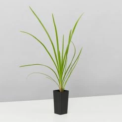 Shrubs Lomandra Confertifolia 'Little Cricket' Full Sun