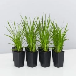 Shrubs Lomandra Confertifolia Little Pal Australian Native Plants