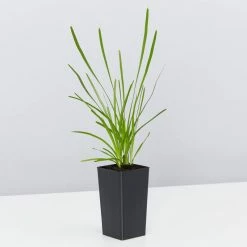 Shrubs The Coastal 🌞 Mixed Box Of Plants