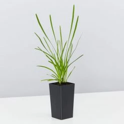 Shrubs Drought Tolerant Plant Pack