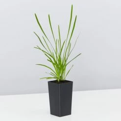 Shrubs A Full Sun - Totally Minimal Effort Garden Pack