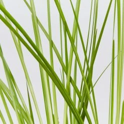 Shrubs Lomandra Longifolia Dalliance