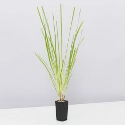 Shrubs Lomandra Longifolia Dalliance