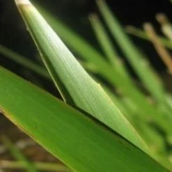 Shrubs Lomandra Hystrix - Mat Rush