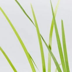 Shrubs Lomandra Hystrix - Mat Rush