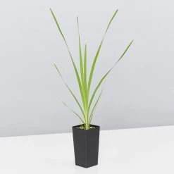 Shrubs Lomandra Hystrix - Mat Rush