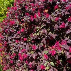 Hedge Loropetalum Chinense Bobz Red (dwarf) Shrubs