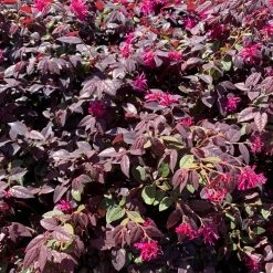Shrubs Climbing Plants She's All That - The Flowering Pack