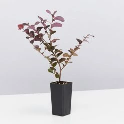 Hedge Loropetalum Chinense Bobz Red (dwarf) Shrubs