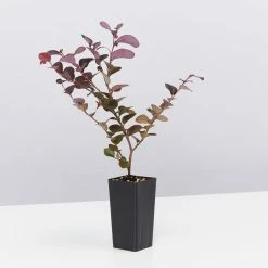 Shrubs Climbing Plants She's All That - The Flowering Pack