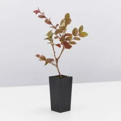 Shrubs Loropetalum Chinense Bobz Pink