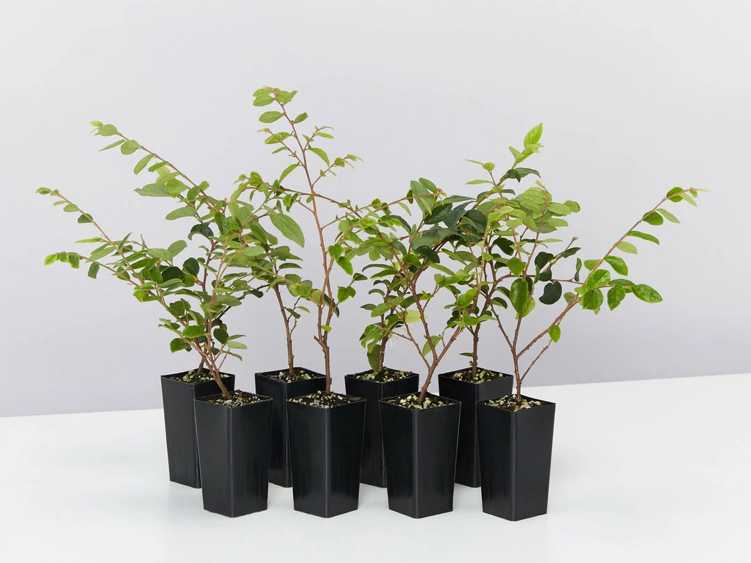 Hedge Loropetalum Chinense Bobz White (dwarf) 3 Hedge Loropetalum Chinense Bobz White (dwarf)