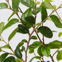 Hedge Loropetalum Chinense Bobz White (dwarf) 8 Hedge Loropetalum Chinense Bobz White (dwarf)