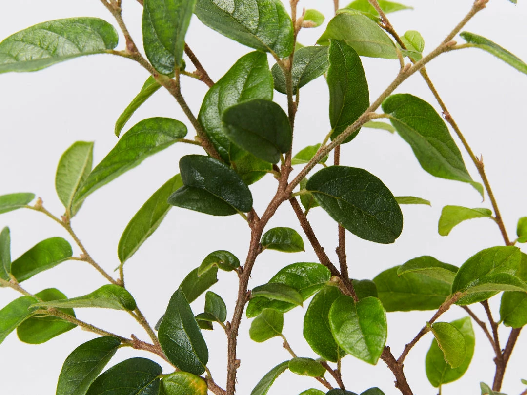 Hedge Loropetalum Chinense Bobz White (dwarf) 5 Hedge Loropetalum Chinense Bobz White (dwarf)