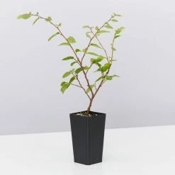 Hedge Loropetalum Chinense Bobz White (dwarf) 9 Hedge Loropetalum Chinense Bobz White (dwarf)