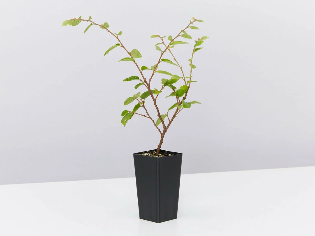 Hedge Loropetalum Chinense Bobz White (dwarf) 6 Hedge Loropetalum Chinense Bobz White (dwarf)