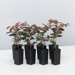 Hedge Loropetalum Chinense "China Pink" Shrubs