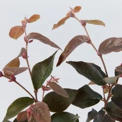 Hedge Loropetalum Chinense