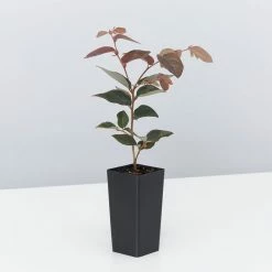 Hedge Loropetalum Chinense